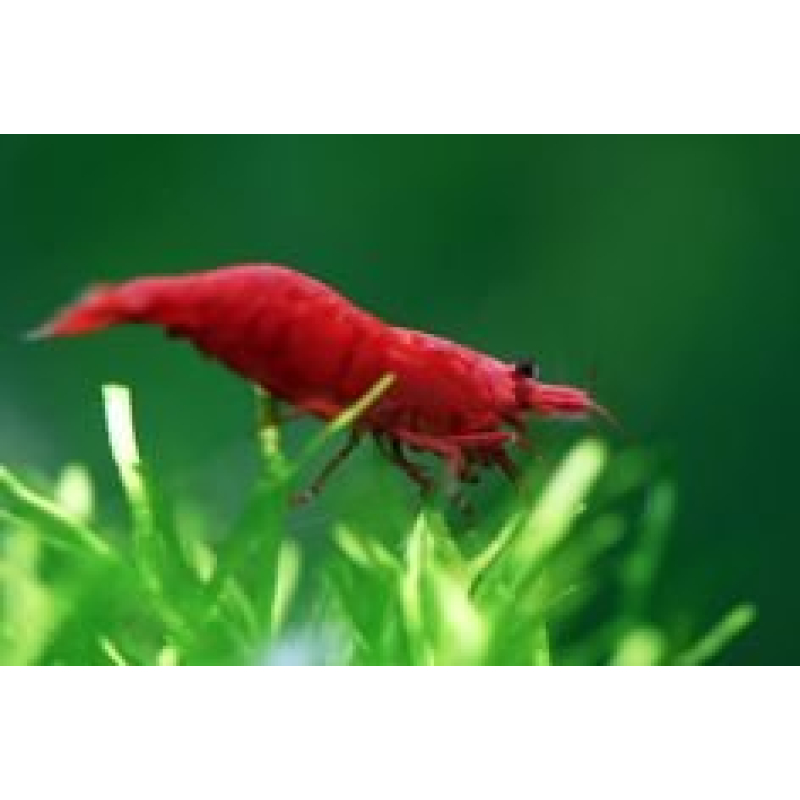 Caridina sp. Fire red 1cm